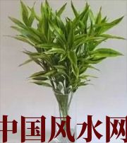 钦州十二生肖养什么植物最旺财运？你知道吗！